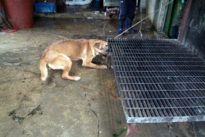 Save Korean Dogs World of Strays