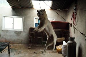 Save Korean Dogs World of Strays
