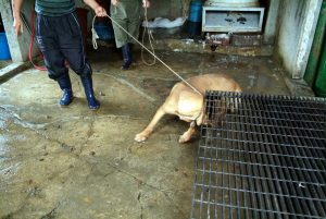 Save Korean Dogs World of Strays