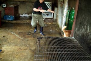 Save Korean Dogs World of Strays