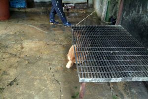 Save Korean Dogs World of Strays