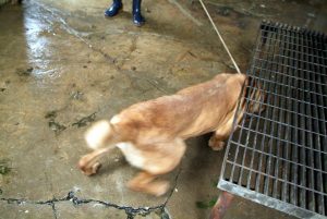 Save Korean Dogs World of Strays