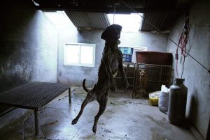 Save Korean Dogs World of Strays