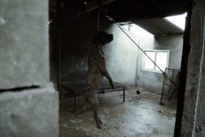 Save Korean Dogs World of Strays