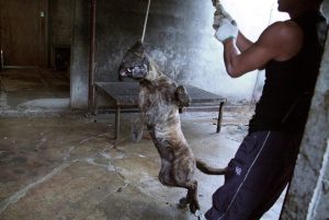 Save Korean Dogs World of Strays