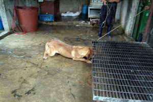Save Korean Dogs World of Strays