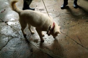 Save Korean Dogs World of Strays