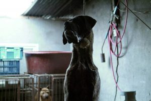 Save Korean Dogs World of Strays