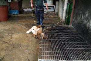 Save Korean Dogs World of Strays