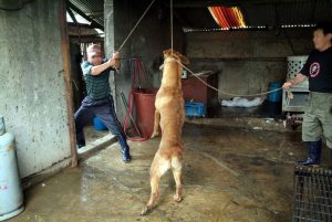 Save Korean Dogs World of Strays