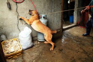Save Korean Dogs World of Strays