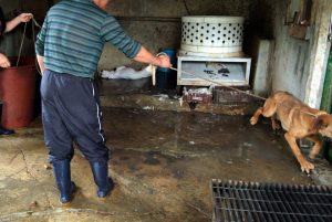 Save Korean Dogs World of Strays