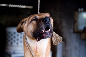 Save Korean Dogs World of Strays