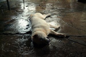 Save Korean Dogs World of Strays