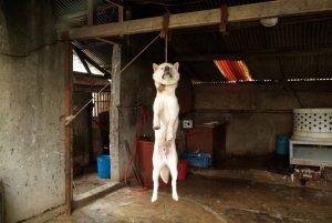 Save Korean Dogs World of Strays