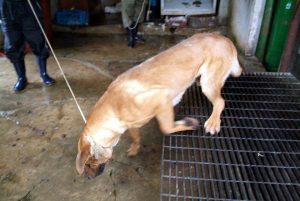 Save Korean Dogs World of Strays