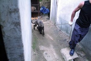 Save Korean Dogs World of Strays