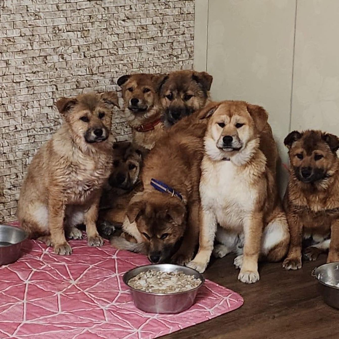 save korean dogs World of Strays