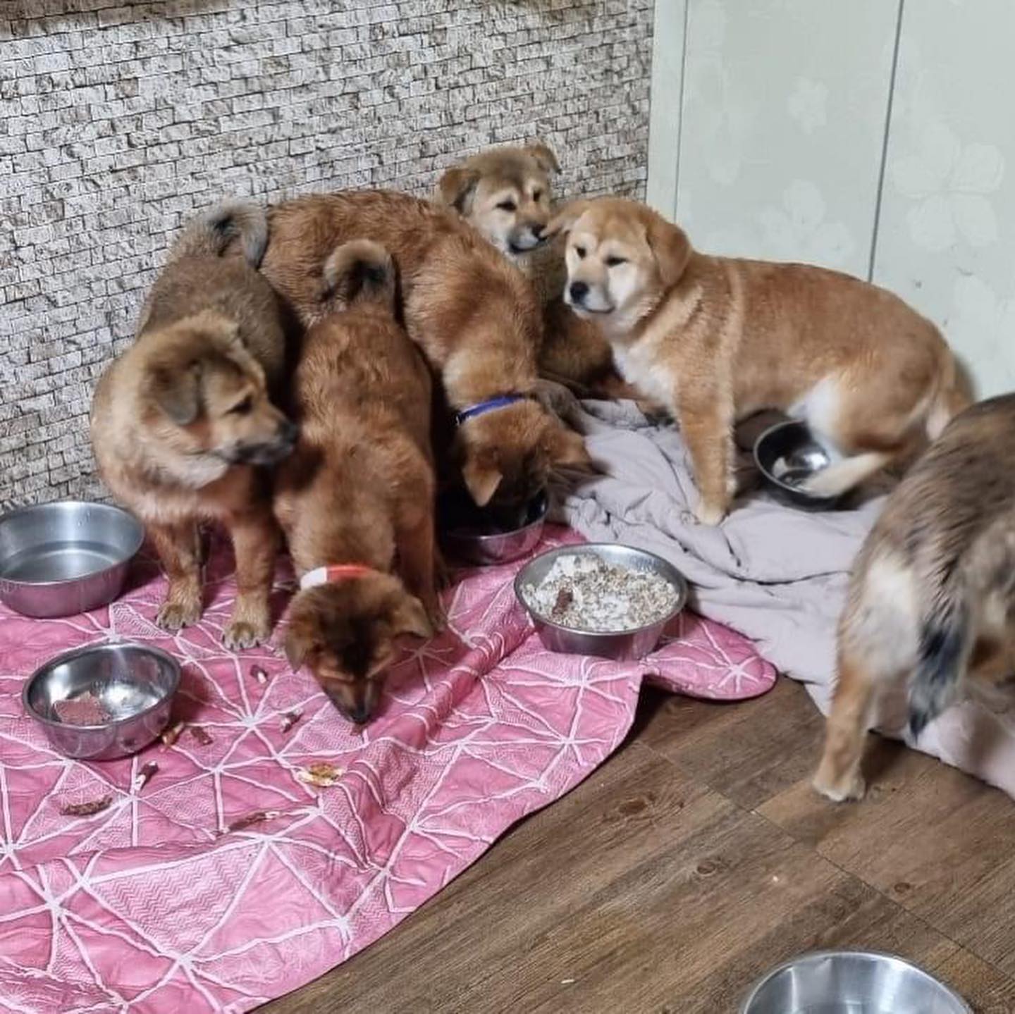 save korean dogs World of Strays