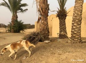 Stray Straßenhund Ägypten World of Strays