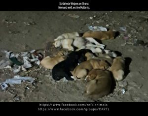 Strays Straßenhunde World of Strays Ägypten