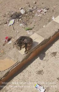 Strays Straßenhunde World of Strays Ägypten