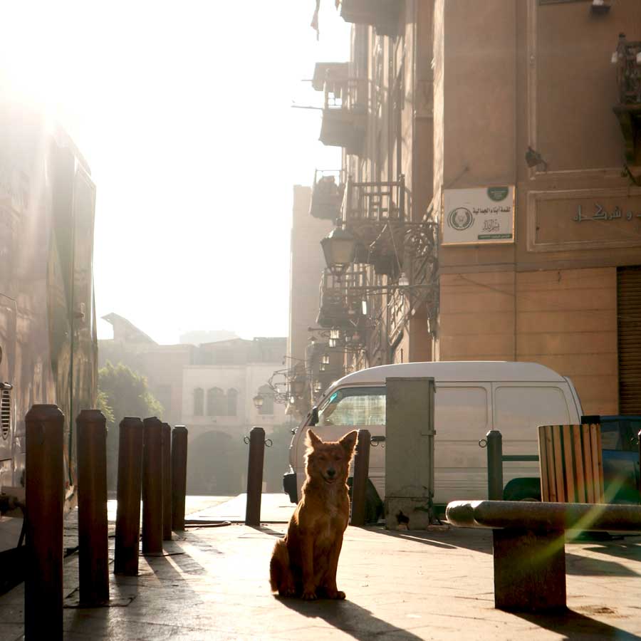 Straßenhunde Welpe Hündin Ägypten World of Strays ESMA