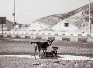 Stray Straßenhund Ägypten World of Strays