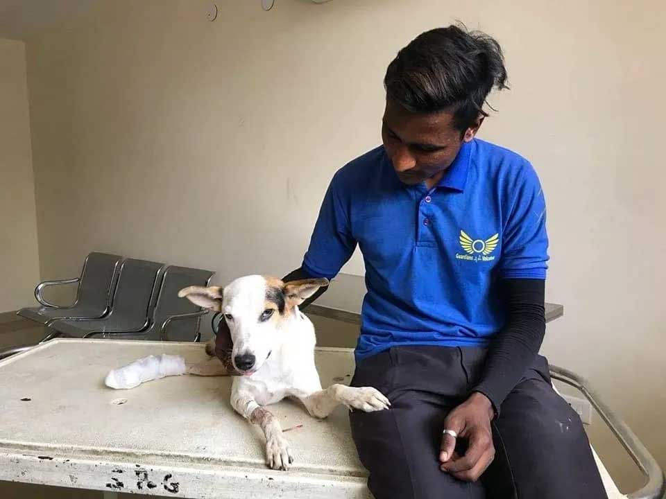 World of Strays Guardians of the Voiceless Indien