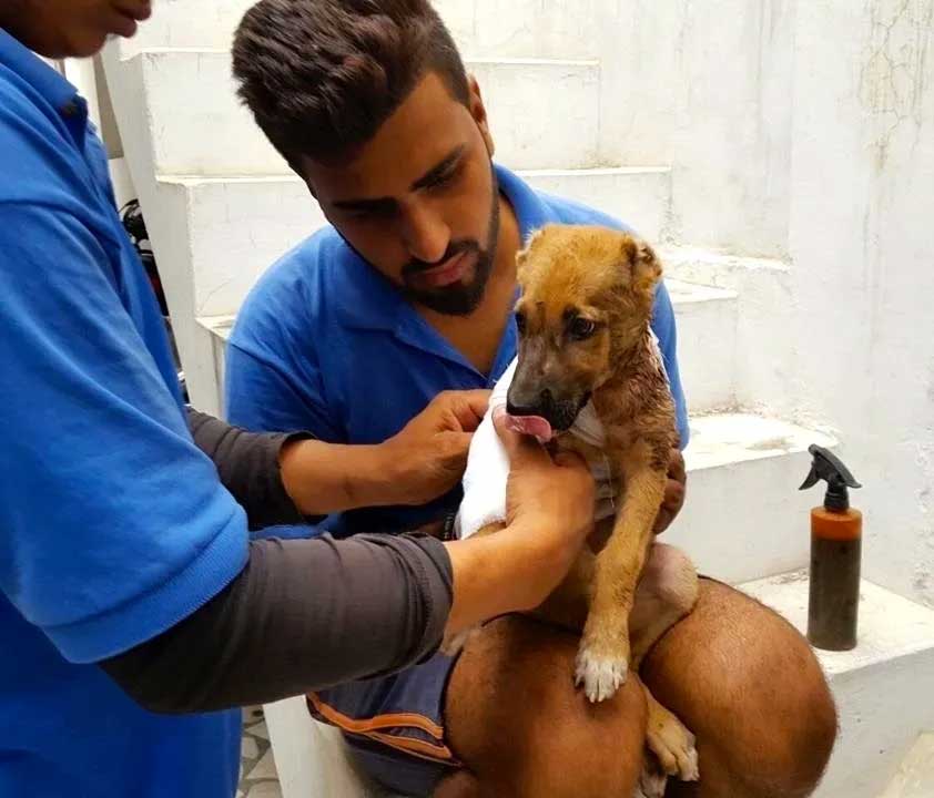 World of Strays Guardians of the Voiceless Indien