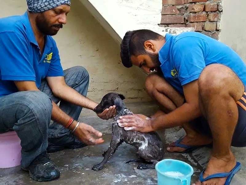 World of Strays Guardians of the Voiceless Indien