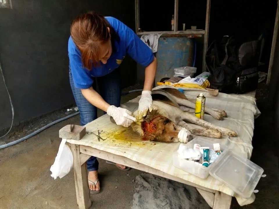 World of Strays Guardians of the Voiceless Indien