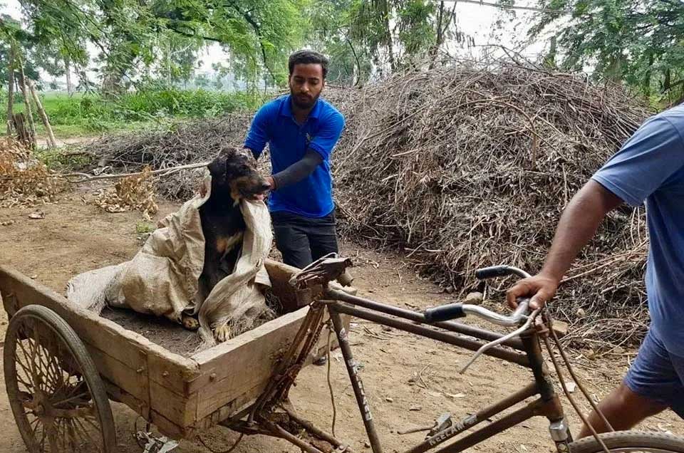 World of Strays Guardians of the Voiceless Indien