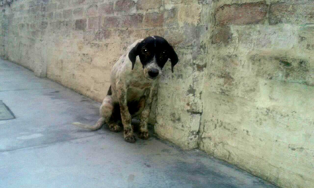 World of Strays Guardians of the Voiceless Indien