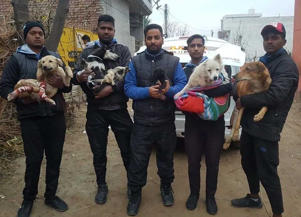 World of Strays Guardians of the Voiceless Indien