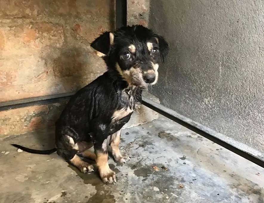 World of Strays Guardians of the Voiceless Indien