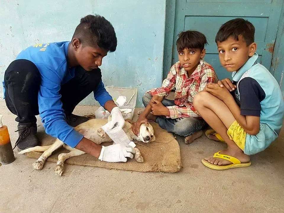 World of Strays Guardians of the Voiceless Indien