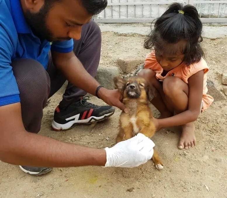 World of Strays Guardians of the Voiceless Indien