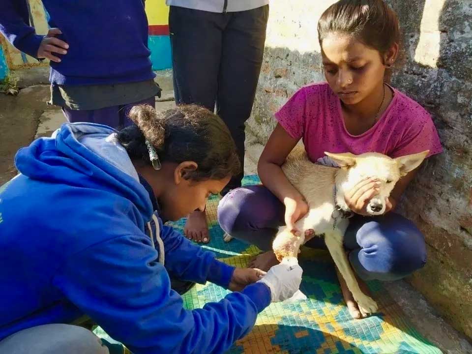 World of Strays Guardians of the Voiceless Indien