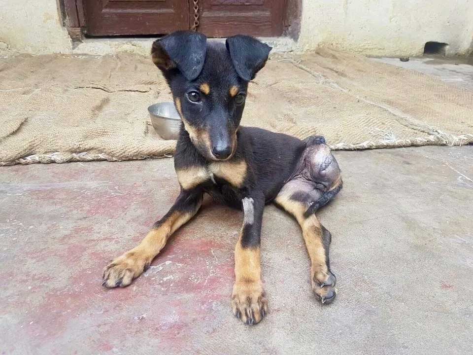 World of Strays Guardians of the Voiceless Indien