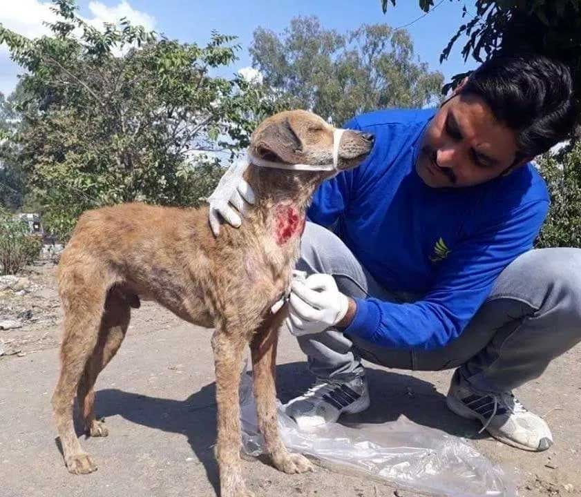 World of Strays Guardians of the Voiceless Indien