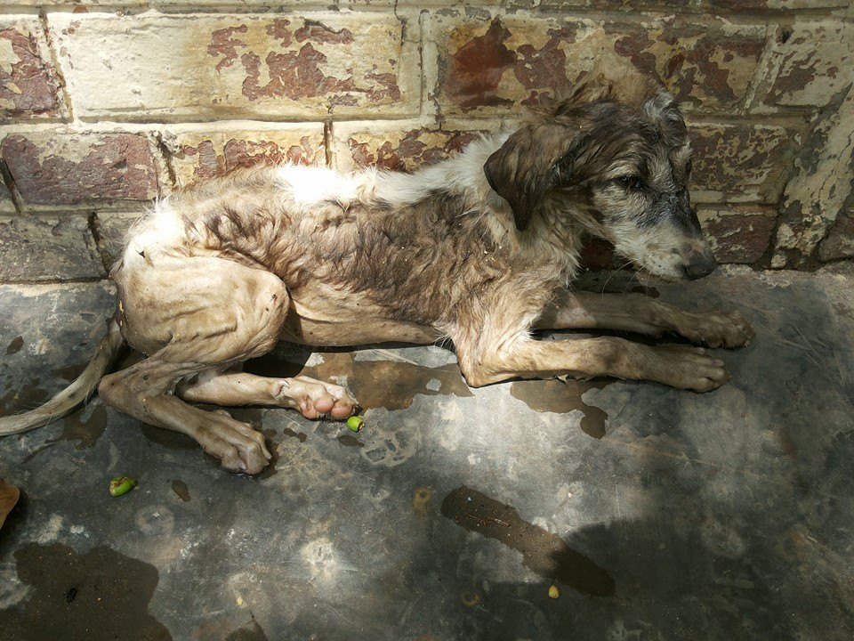 World of Strays Guardians of the Voiceless Indien