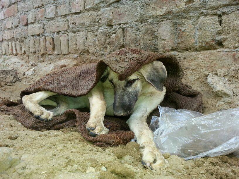 World of Strays Guardians of the Voiceless Indien