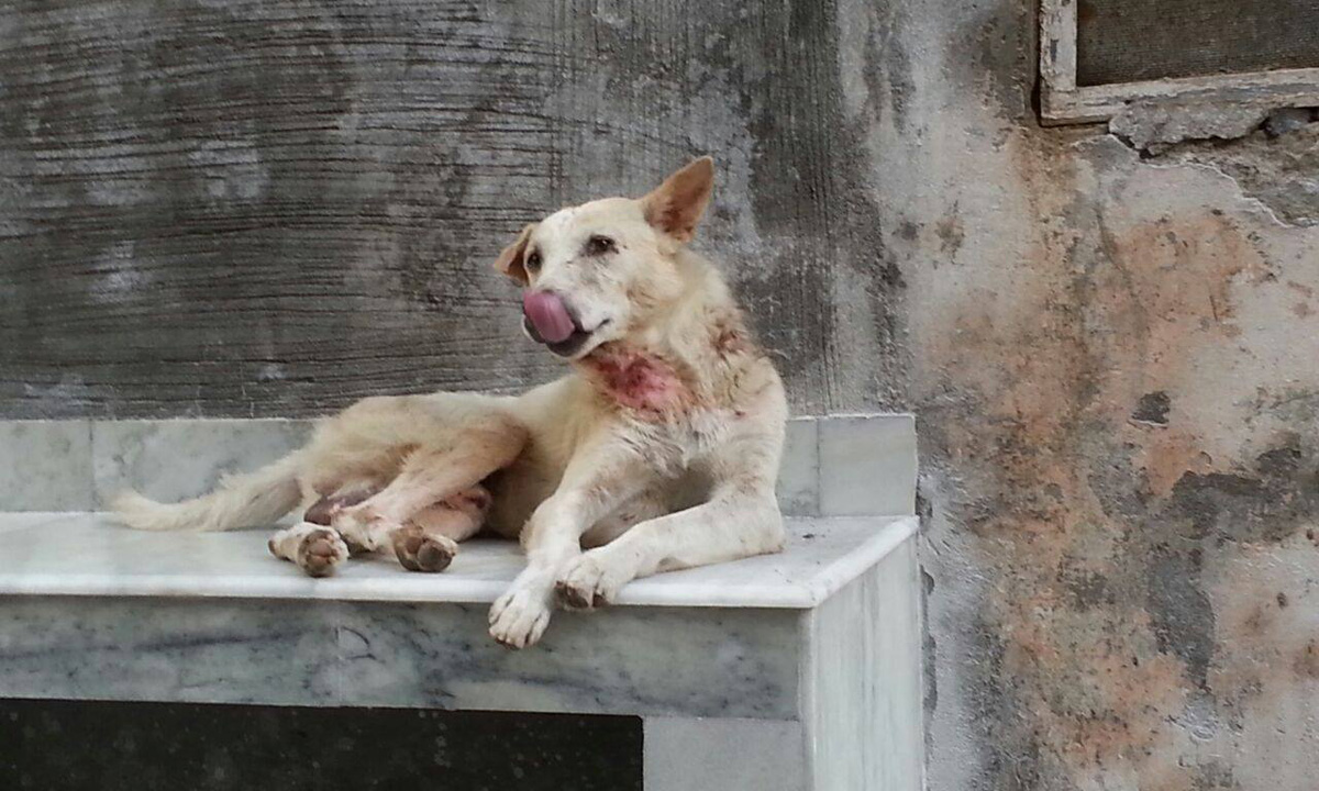 World of Strays Guardians of the Voiceless Indien