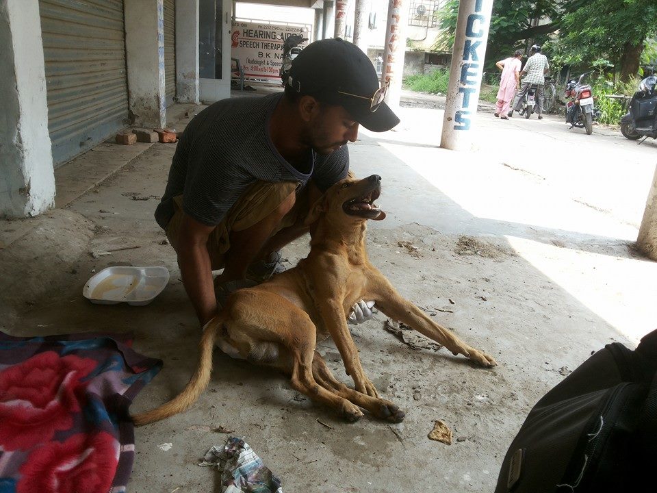 World of Strays Guardians of the Voiceless Indien