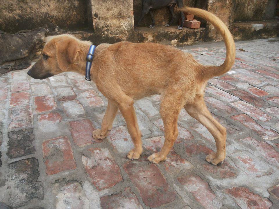 World of Strays Guardians of the Voiceless Indien
