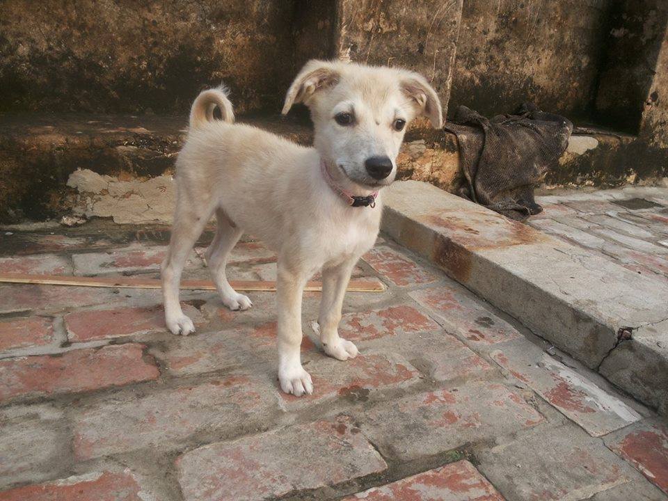 World of Strays Guardians of the Voiceless Indien