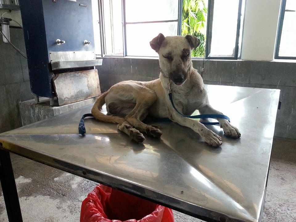 World of Strays Guardians of the Voiceless Indien