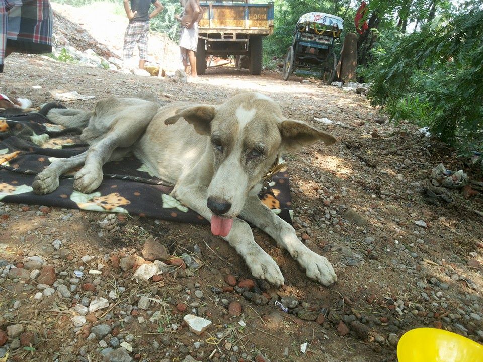World of Strays Guardians of the Voiceless Indien