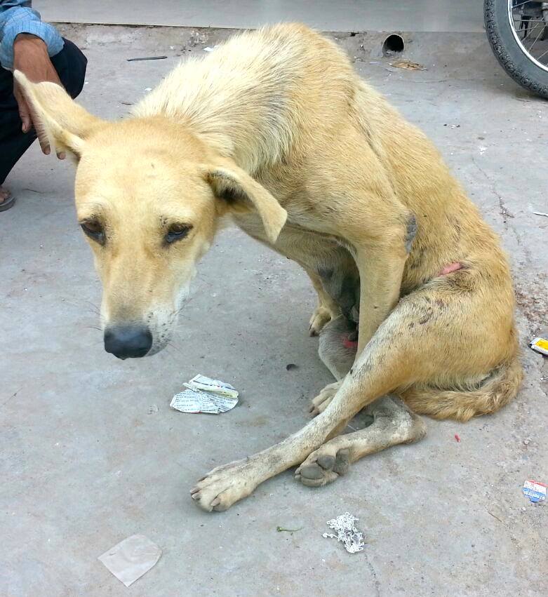 World of Strays Guardians of the Voiceless Indien